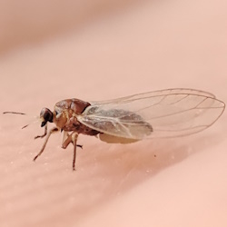 Bactericera albiventris